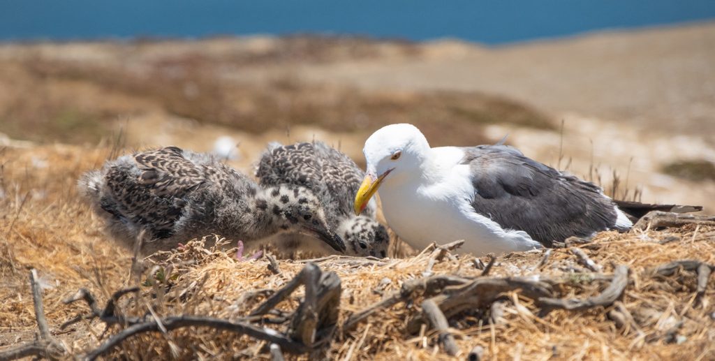 What to do with Seagull Nests when Gutter Cleaning